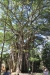 Reserva Cabo Blanco: Ficus - imposant