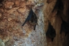 Reserva Cabo Blanco: Fledermäuse nisten in einer Baumhöhle