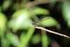 Reserva Cabo Blanco: Libelle