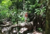 Reserva Cabo Blanco: imposanter Baum - kurze Rast