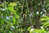 Reserva Cabo Blanco: Kaputziner-Affe