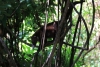 Reserva Cabo Blanco: Waschbär klettert aus einem Baum herunter