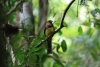 Nationalpark Manuel Antonio: Vogel