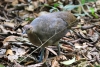 Nationalpark Manuel Antonio: interessanter Hühner-artiger Vogel