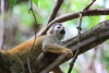 Nationalpark Manuel Antonio: Totenkopfaffen (Mono Titi) - Tanzen agil in den Bäume über unseren Köpfen, trotz Hitze