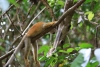 Nationalpark Manuel Antonio: Totenkopfaffen (Mono Titi) - Tanzen agil in den Bäume über unseren Köpfen, trotz Hitze