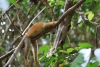 Nationalpark Manuel Antonio: Totenkopfaffen (Mono Titi) - Tanzen agil in den Bäume über unseren Köpfen, trotz Hitze