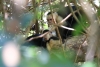 Nationalpark Manuel Antonio: Familienleben einer Kaputziner-Affen Familie