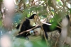 Nationalpark Manuel Antonio: Familienleben einer Kaputziner-Affen Familie