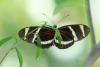 Nationalpark Manuel Antonio: Schmetterling