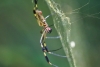 Nationalpark Manuel Antonio: Spinne, imposant