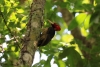 Nationalpark Manuel Antonio: Specht mit roten Kopf