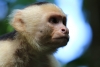 Nationalpark Manuel Antonio: Kaputziner-Affe