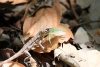 Nationalpark Manuel Antonio: Echse hat einen Grashüpfer gefangen