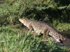 Krokodilfarm - Parque Natural Ciénaga de Zapata