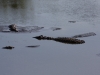 Krokodilfarm - Parque Natural Ciénaga de Zapata