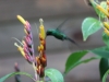 Viñales - Kolibri