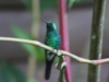 Viñales - Kolibri