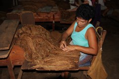 Viñales, Tabak-Fabrik