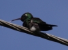 Wanderung Humboldt Nationalpark, Kolibri (beim Aufladen?)