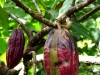 Wanderung Humboldt Nationalpark, Kakao-Früchte fast erntereif