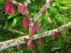 Wanderung Humboldt Nationalpark, Kakaofrüchte, praktisch erntereif
