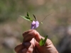 El Saltón, kleine Wanderung, Warum nennt man das die Kllitoris-Blume?