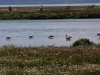 Vogelschutzgebiet direkt bei El Calafate am Lago Argentino