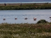 Vogelschutzgebiet direkt bei El Calafate am Lago Argentino