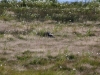 Vogelschutzgebiet direkt bei El Calafate am Lago Argentino