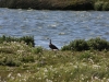 Vogelschutzgebiet direkt bei El Calafate am Lago Argentino