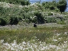 Vogelschutzgebiet direkt bei El Calafate am Lago Argentino