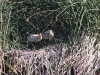 Vogelschutzgebiet direkt bei El Calafate am Lago Argentino