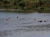 Vogelschutzgebiet direkt bei El Calafate am Lago Argentino