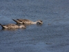 Vogelschutzgebiet direkt bei El Calafate am Lago Argentino