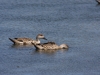 Vogelschutzgebiet direkt bei El Calafate am Lago Argentino