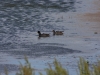 Vogelschutzgebiet direkt bei El Calafate am Lago Argentino