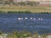 Vogelschutzgebiet direkt bei El Calafate am Lago Argentino