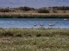 Vogelschutzgebiet direkt bei El Calafate am Lago Argentino