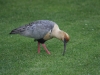 Vor dem Hotel Cabañas, lokaler Vogel: Bandurria