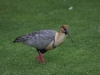 Vor dem Hotel Cabañas, lokaler Vogel: Bandurria