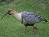 Vor dem Hotel Cabañas, lokaler Vogel: Bandurria