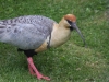 Vor dem Hotel Cabañas, lokaler Vogel: Bandurria