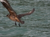 Bootsausflug auf dem Fjordo Ultima Esperanza