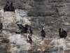 Fjordo Ultima Esperanza: Vogel-Kolonie
