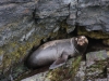 Fjordo Ultima Esperanza: Seehunde