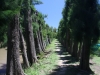 Hacienda Bonanza, im Paraná Delta