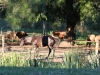 Hacienda Bonanza im Paraná Delta