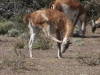 Torres del Paine: Guanacos