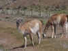 Torres del Paine: Guanacos